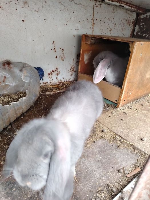 Кролики от 300000