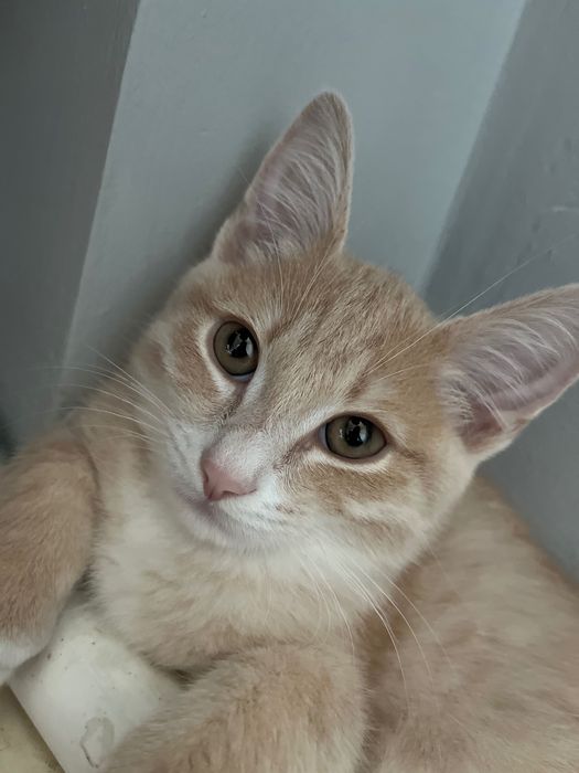 Котик,3 месяца мальчик