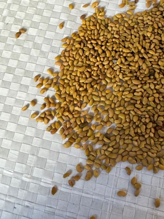 Джея сорт люцерны