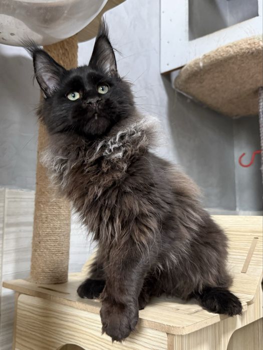 котята Мейнкуны из питомника