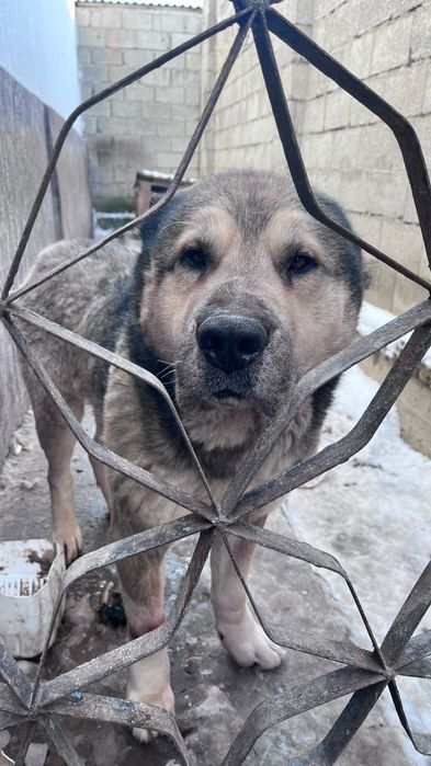 Щенок Алабая 2 месяца