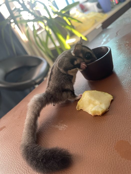 Veverita zburatoare sugar glider