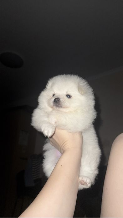 Продам Щенок шпиц