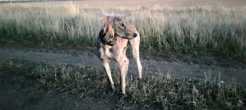 Тазы сатам рабочи