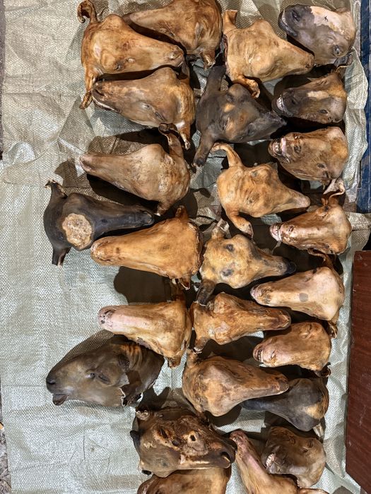 Қойдың басы, годова барана