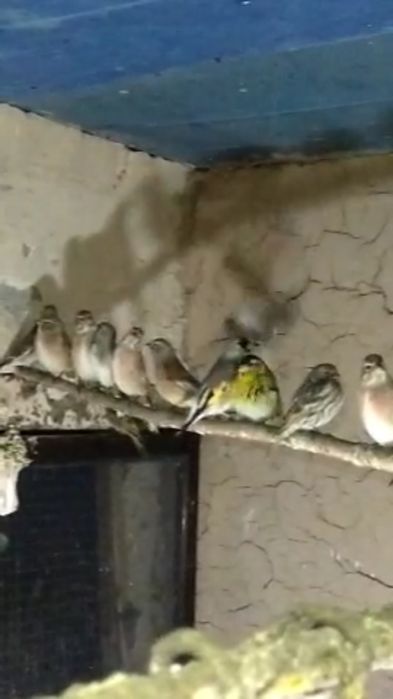 Repel sotiladi 2 oy boqilgan qushlar sayroqda qush