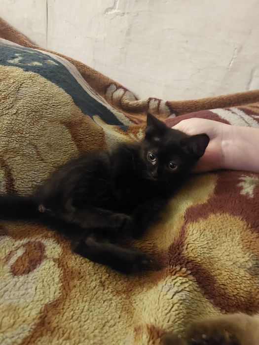 Отдам котят в добрые руки