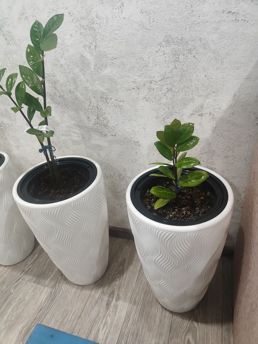 Продам комнатные растения