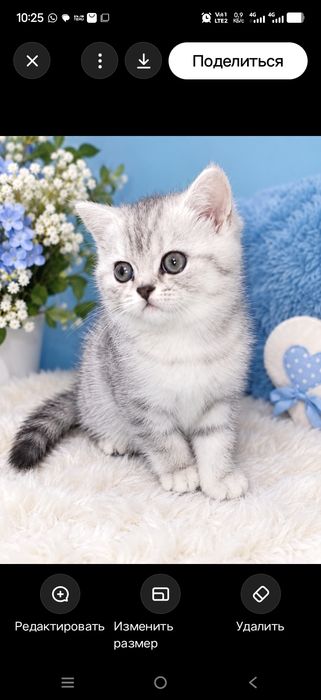 Шатланская кошечка