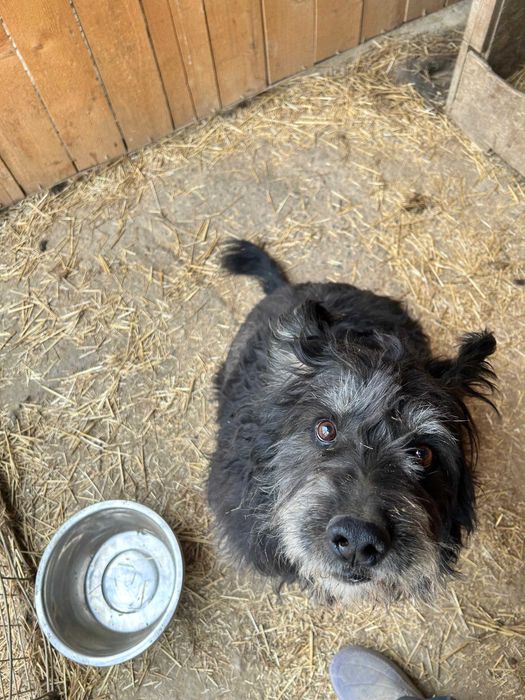 Классный пёс КУма ищет дом!