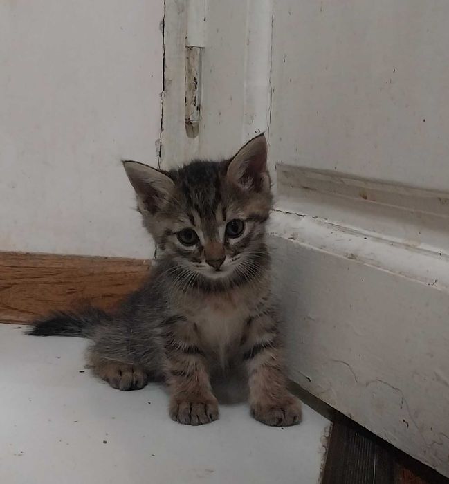 Продается серенький котёнок, от Турецкой ангоры