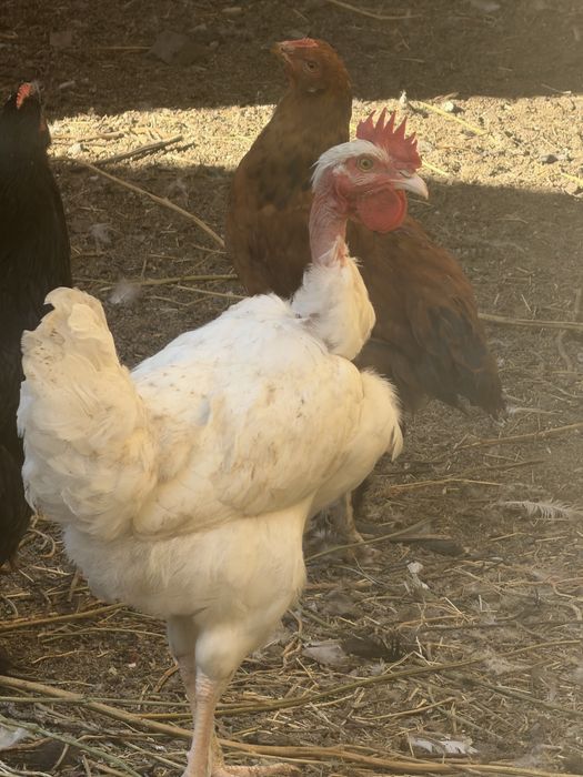 Молодые петушки 3 шт продажа, обмен