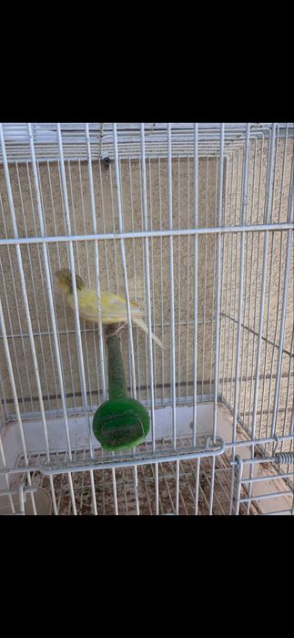 Kanareka moda tiraynik sayroqi moda