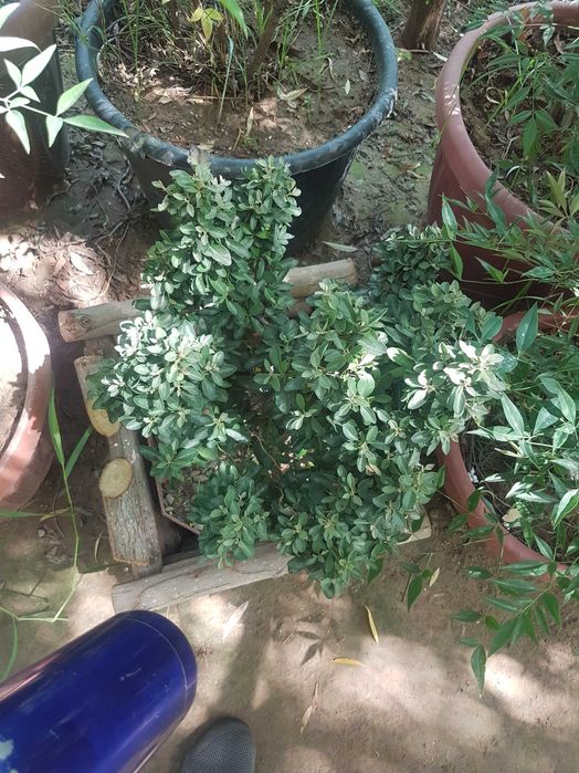 Пироканта (лат. Pyracantha)