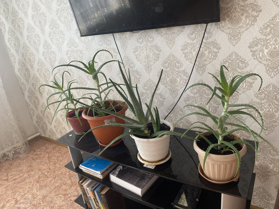 Цветок Алое вера