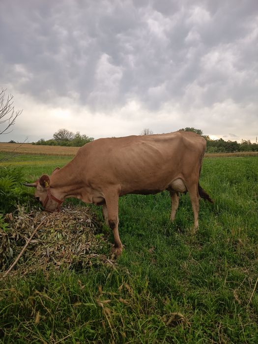 De vânzare vițică Jersey