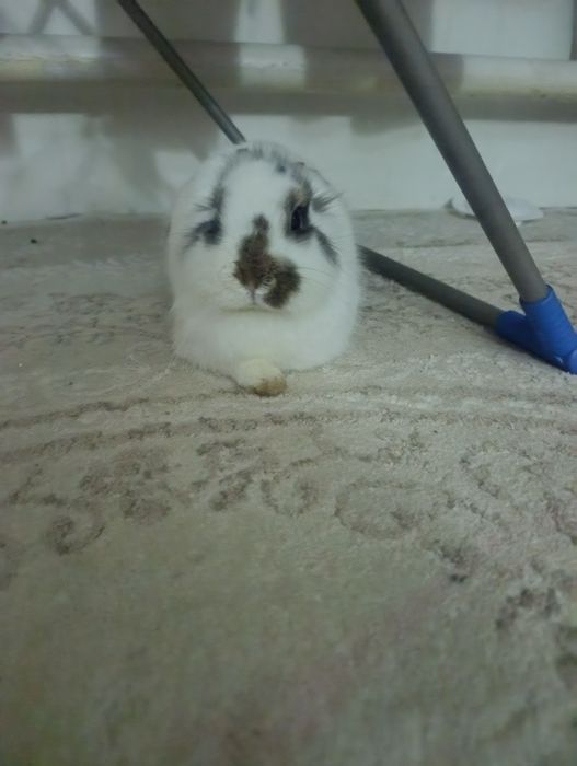 Продам декоративного кролика