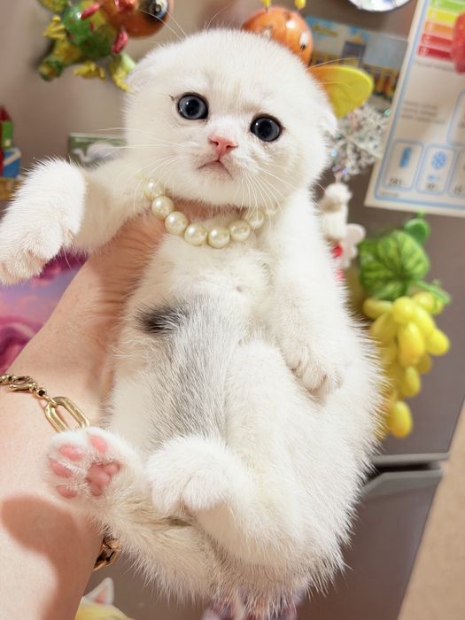 Котята от правильной вязки