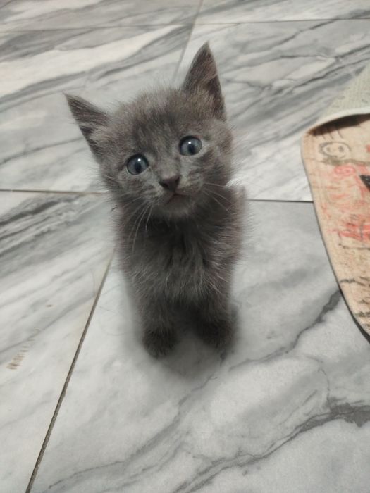 Отдам котят бесплатно