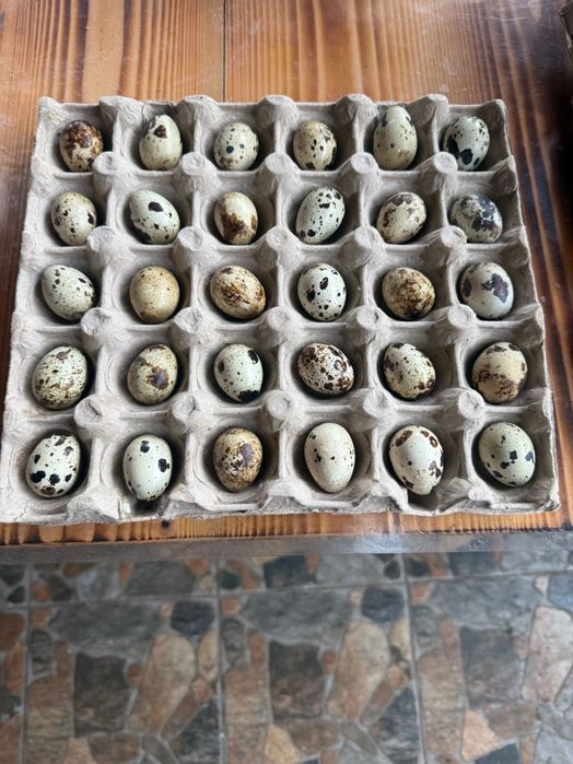 Cocosi australorp si pui prepelita polara gigant