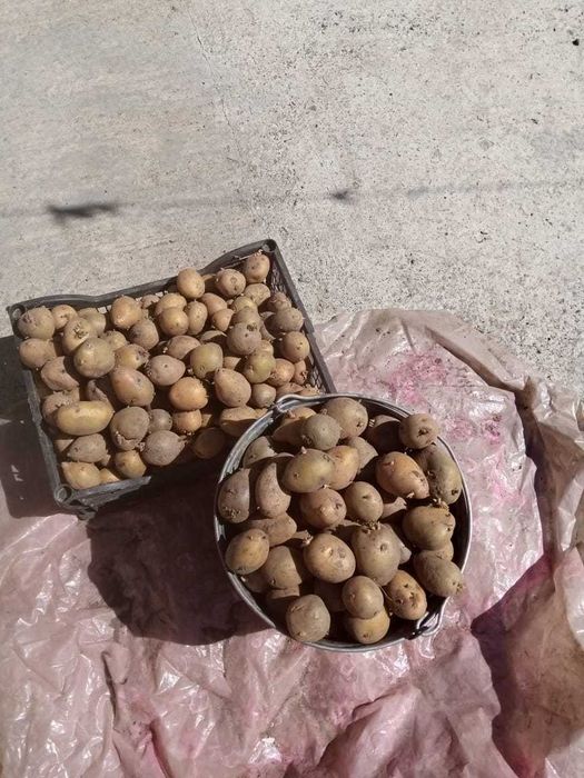 Семенной картофель