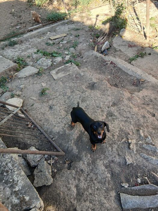 Caine teckel negru