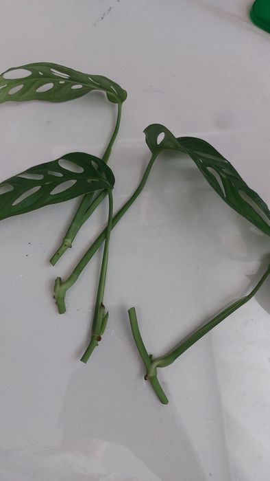 Монстерка Адонсона с корешками