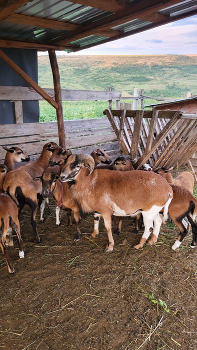Berbec camerun de doi ani jumate