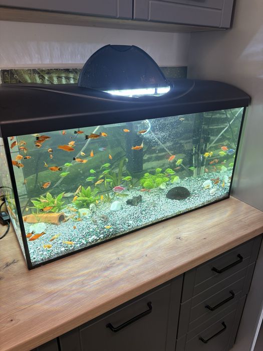 Vand Pesti de Acvariu