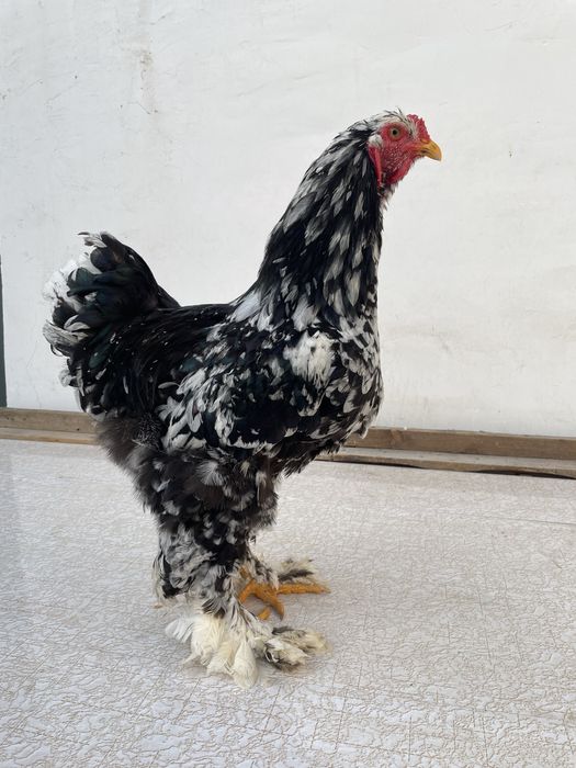 Brama Mramor 1+1 Toza Qon