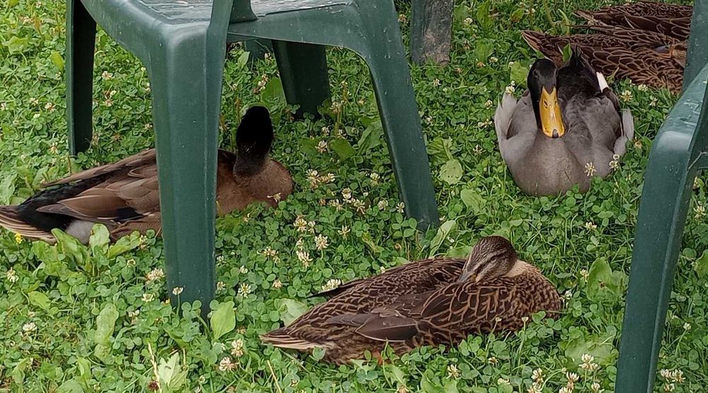 Rațe alergătoare indiene – combat natural melcii limax – 2025