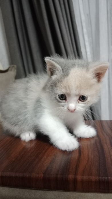 Отдам котят в хорошие руки