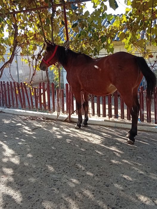Vand iapă buna de tinut