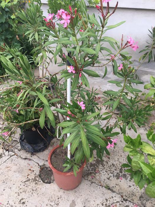 Leandru cu floarea roz adus din Grecia.