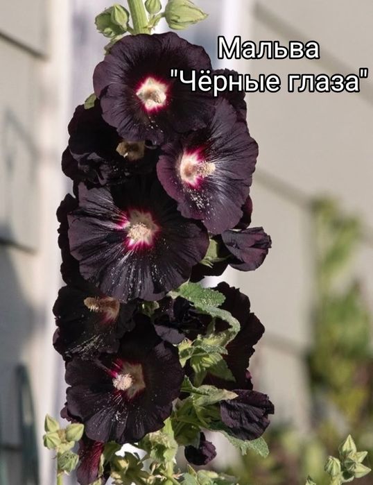 Семена цветов для дачи и двора