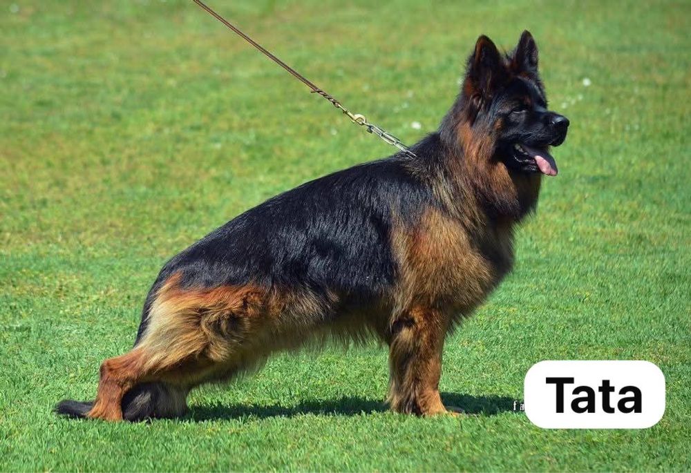 Pui Ciobanesc German