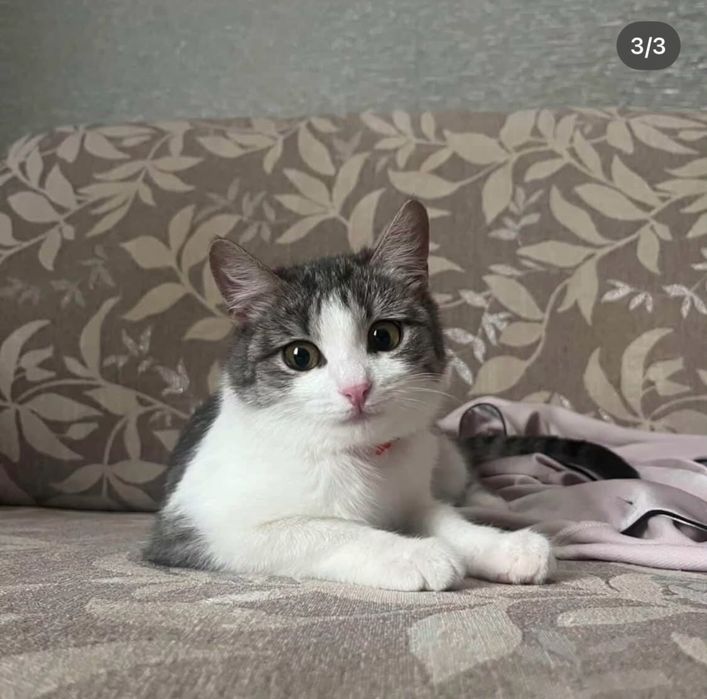 Потерялась кошка