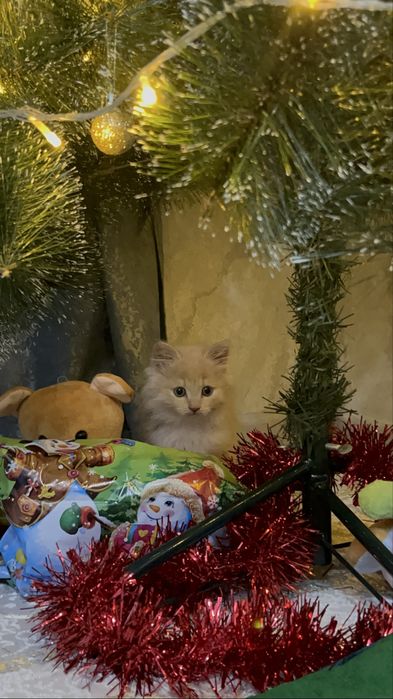 Котёнок 9   месяц