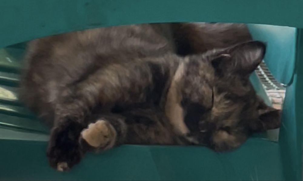 Отдам котенка (самка) бесплатно в добрые руки