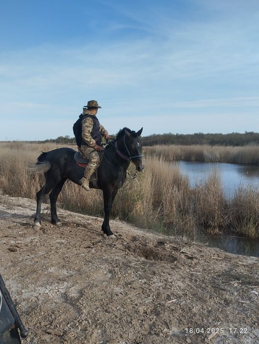 Айғырлыққа, көкпарға