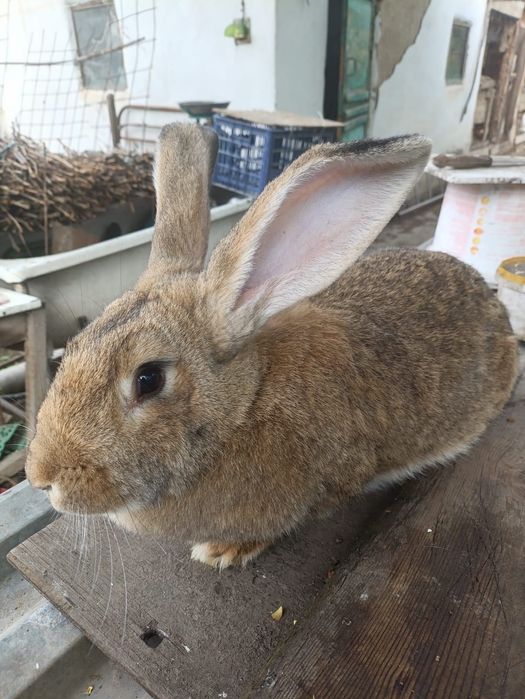 Продам двух самок кроликов