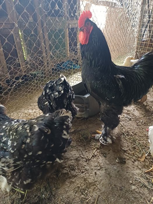 Продам кохинхинов