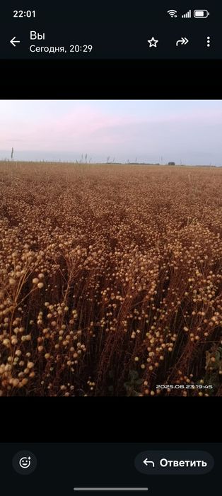 Продам семена льна