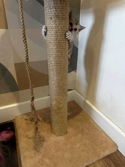 Продам Шотландские котят