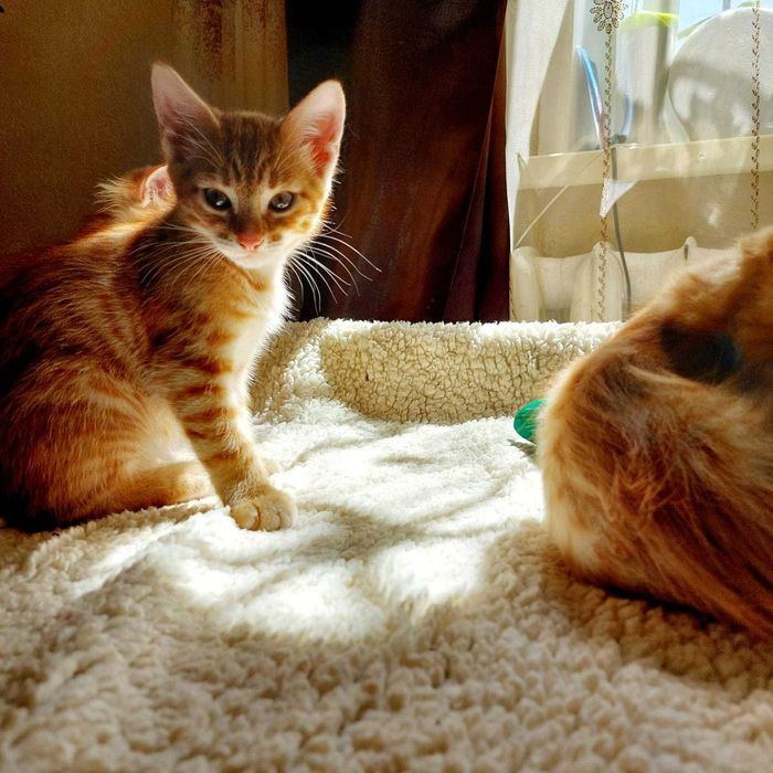 Котята рыженькие