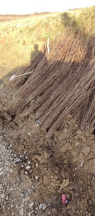 puieți de salcâm pentru împădurirea terenurilor degradate, agricole