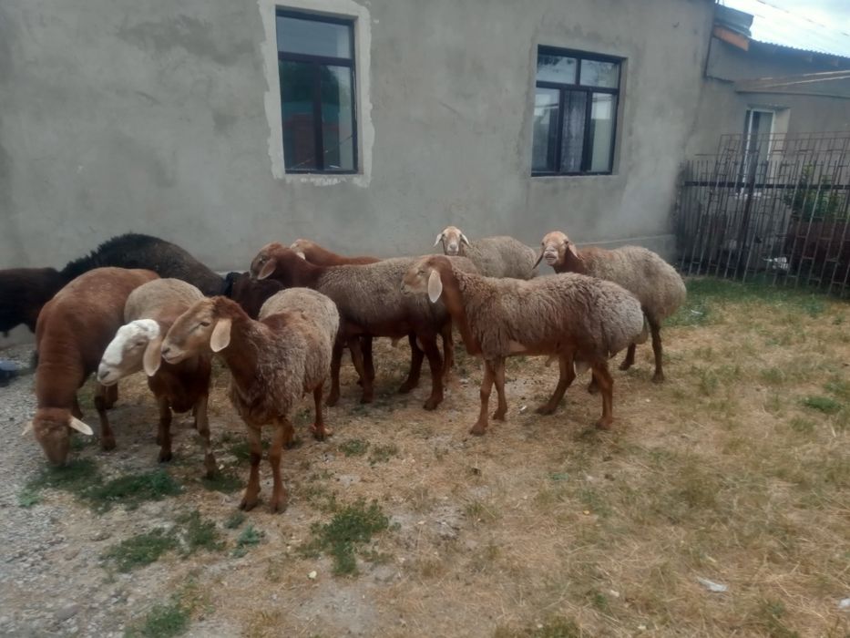 Продам баранов порода арашан