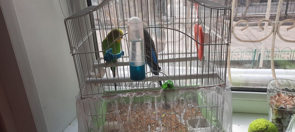 Продам волнистых папугаев