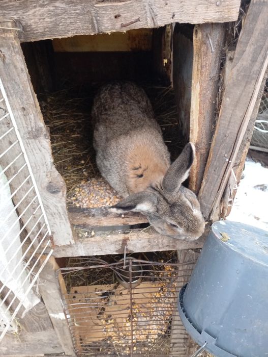 Iepuroi De Belgian Cu Neozeelandez pitic