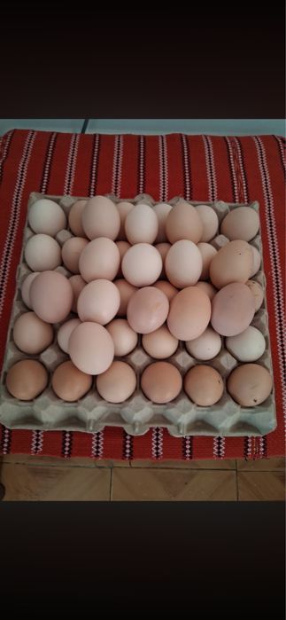 Oua de gaina crescute in gospodarie